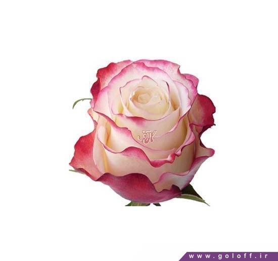 گل  شاخه ای  - گل رز هلندی سوییت نس - Rose | گل آف